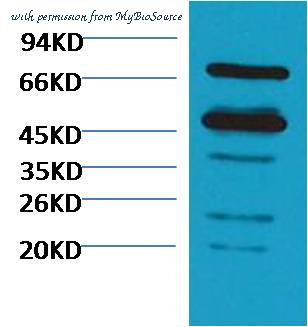 MyBioSource MBS8502119 image 1