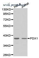 MyBioSource MBS8502240 image 1