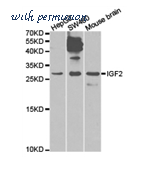 MyBioSource MBS8502949 image 1