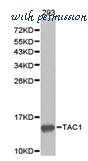 MyBioSource MBS8503162 image 1