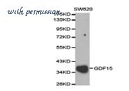 MyBioSource MBS8503584 image 1