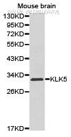 MyBioSource MBS8503981 image 1