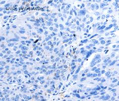 MyBioSource MBS8503981 image 3