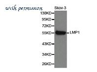 MyBioSource MBS8504781 image 1