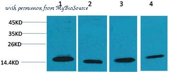 MyBioSource MBS8505257 image 1