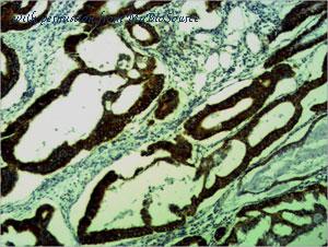 MyBioSource MBS8505257 image 2