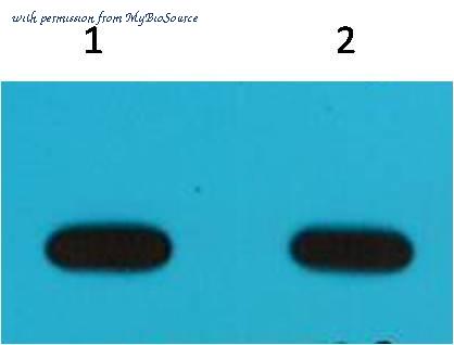 MyBioSource MBS8505631 image 1