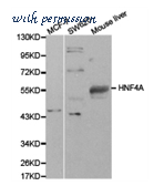 MyBioSource MBS8505949 image 1