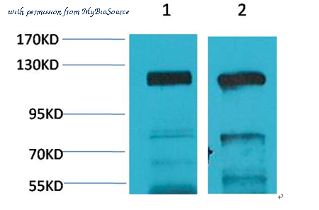 MyBioSource MBS8510407 image 1