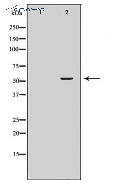 MyBioSource MBS8516620 image 1