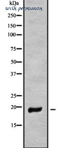 MyBioSource MBS8518686 image 1