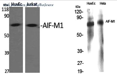 MyBioSource MBS8521130 image 1