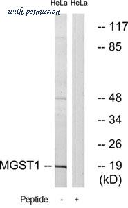 MyBioSource MBS854723 image 1