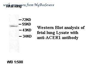 MyBioSource MBS855774 image 1