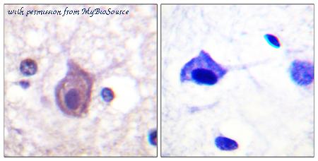 MyBioSource MBS859599 image 1