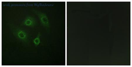 MyBioSource MBS859599 image 2