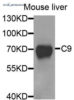 MyBioSource MBS9125401 image 1