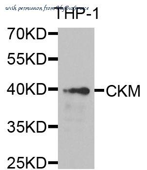 MyBioSource MBS9125412 image 1