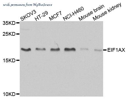 MyBioSource MBS9125815 image 1
