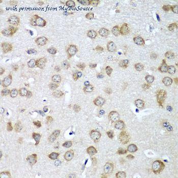 MyBioSource MBS9125815 image 3