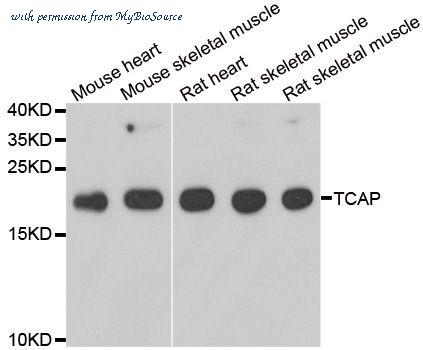 MyBioSource MBS9126105 image 1