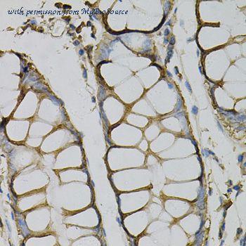 MyBioSource MBS9126862 image 2