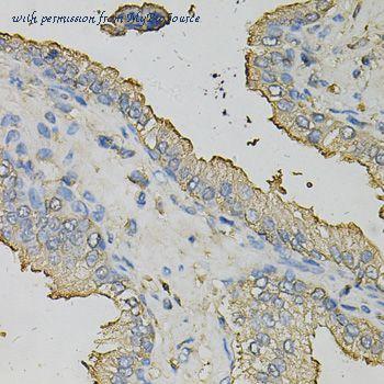 MyBioSource MBS9126862 image 3
