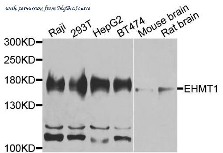MyBioSource MBS9128353 image 1