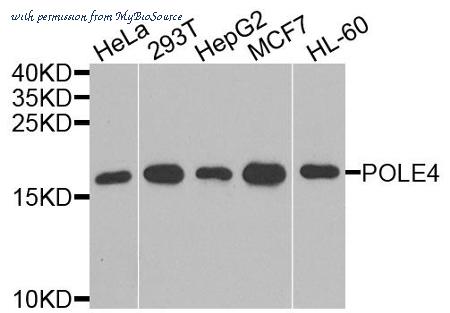 MyBioSource MBS9129349 image 1