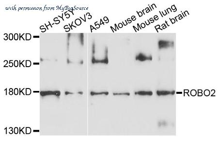MyBioSource MBS9129501 image 1