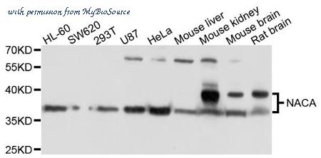 MyBioSource MBS9129510 image 1