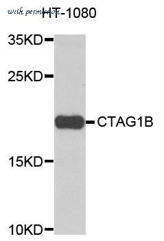 MyBioSource MBS9129550 image 1