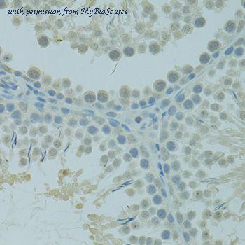 MyBioSource MBS9129550 image 2