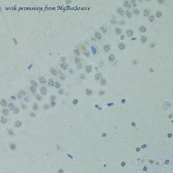MyBioSource MBS9129550 image 3