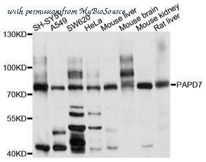 MyBioSource MBS9129795 image 1