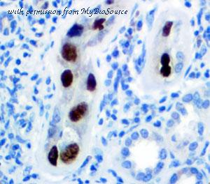 MyBioSource MBS370184 image 2