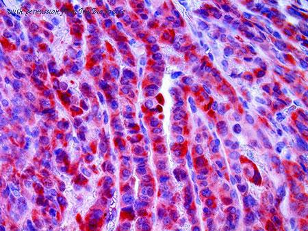 MyBioSource MBS370291 image 2