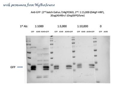 MyBioSource MBS396848 image 1