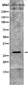 MyBioSource MBS8500934 image 1