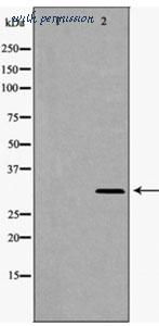 MyBioSource MBS8501272 image 1