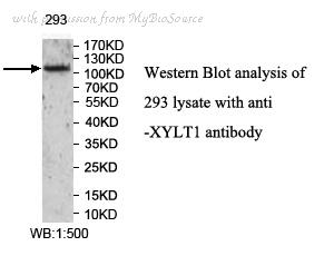 MyBioSource MBS8501617 image 1