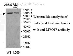MyBioSource MBS8502022 image 1
