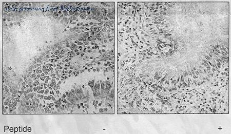 MyBioSource MBS8502984 image 1