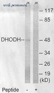 MyBioSource MBS8502984 image 2