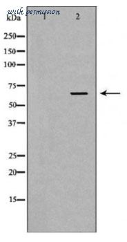 MyBioSource MBS8503149 image 1