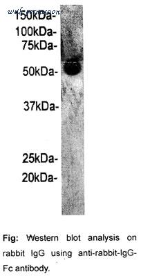 MyBioSource MBS850334 image 1
