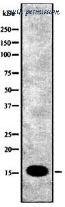 MyBioSource MBS8503770 image 1