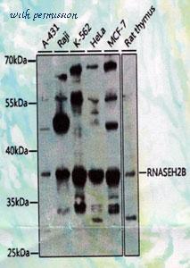 MyBioSource MBS8503894 image 1