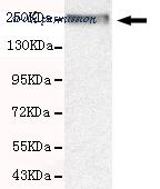 MyBioSource MBS850835 image 1