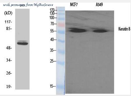 MyBioSource MBS8510691 image 1